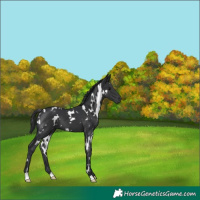 Horse Color:White Spotted Black 