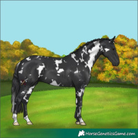 Horse Color:White Spotted Black
