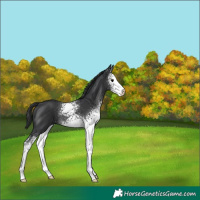 Horse Color:White Spotted Black 
