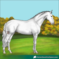 Horse Color:Gray Bay Dun Sabino Tobiano Appaloosa Rabicano