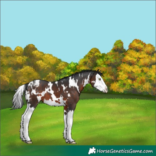 Horse Color:White Spotted Brown Splash Appaloosa 