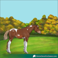 Horse Color:Chestnut Tobiano Appaloosa 