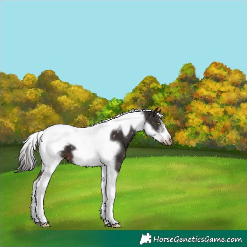 Horse Color:Liver Chestnut Tobiano Frame Appaloosa 