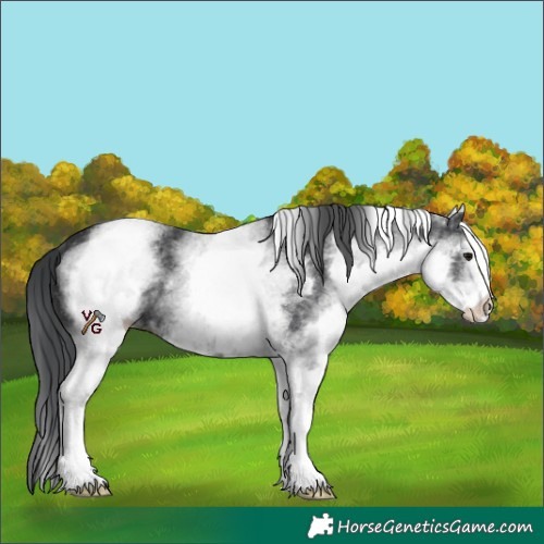 Horse Color:White Spotted Black 
