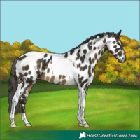Horse Color:Buckskin Tobiano Appaloosa 