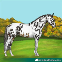 Horse Color:Buckskin Tobiano Appaloosa 