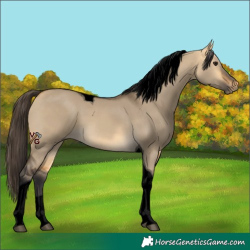 Horse Color:Void Buckskin Dun Tobiano 