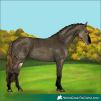 Horse Color:Void Buckskin Dun Sabino Appaloosa 