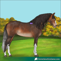 Horse Color:Bay 