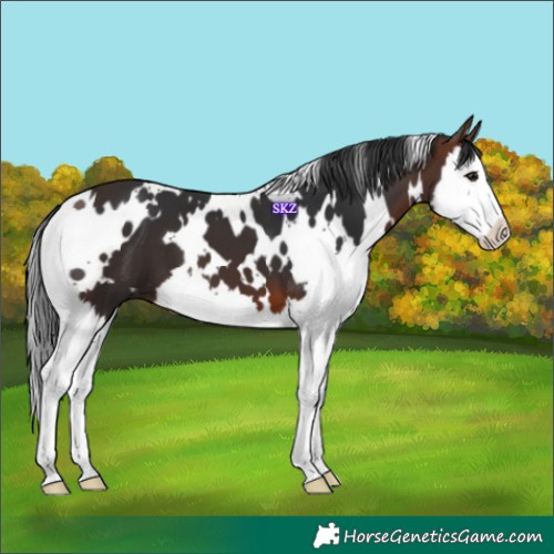 Horse Color:White Spotted Brown Splash 