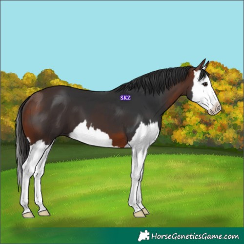 Horse Color:Bay Splash 