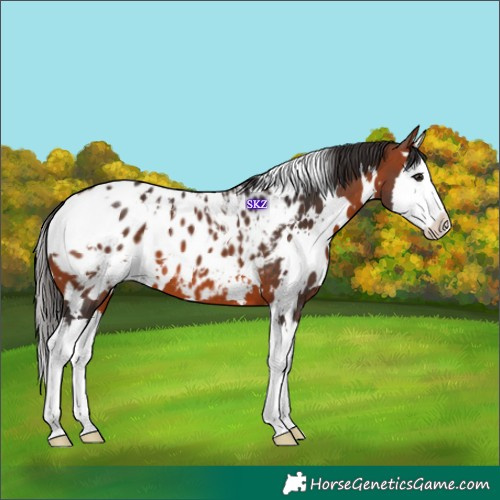 Horse Color:White Spotted Bay Splash Appaloosa 