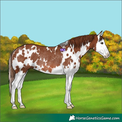 Horse Color:White Spotted Chestnut Splash Rabicano 