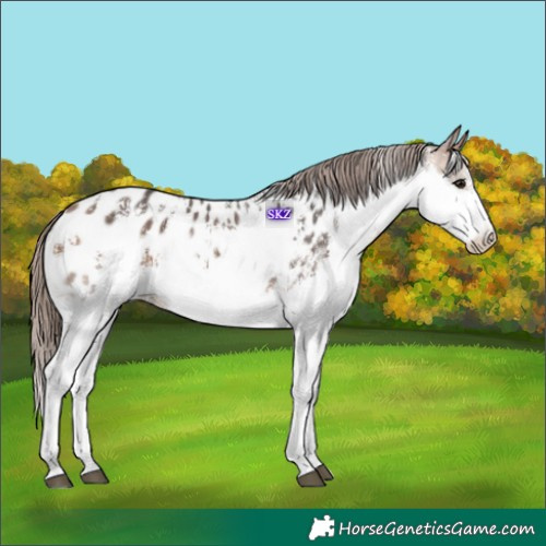 Horse Color:Bay Sabino Splash Appaloosa 
