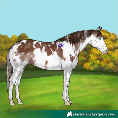 Horse Color:White Spotted Liver Chestnut Splash 