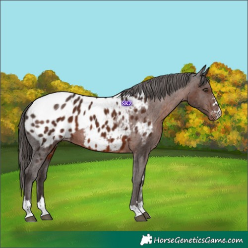 Horse Color:Liver Chestnut Appaloosa 