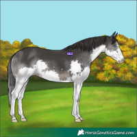 Horse Color:Smoky Black Splash 