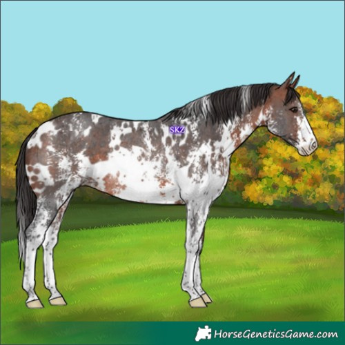 Horse Color:White Spotted Bay Sabino Rabicano 