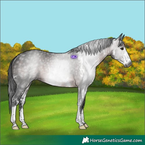 Horse Color:Gray Brown Sabino Rabicano 