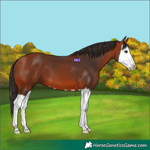 Horse Color:Bay Splash 