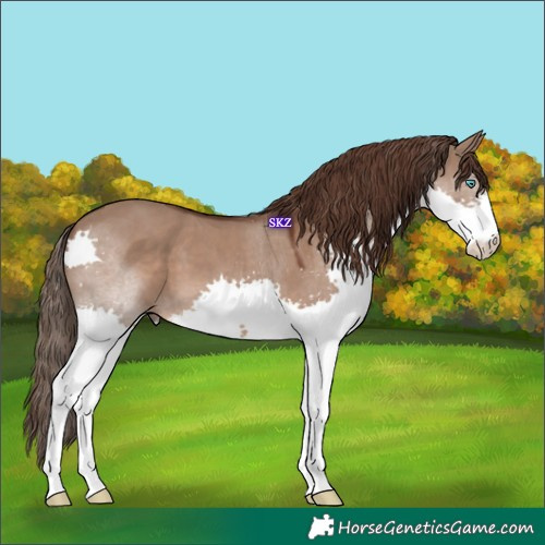 Horse Color:Liver Red Dun Splash 