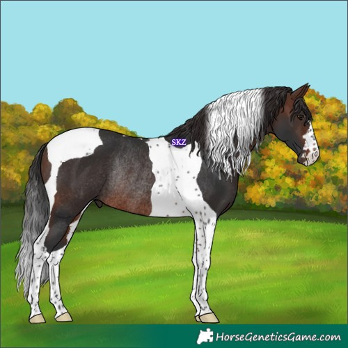 Horse Color:Brown Tobiano Rabicano 