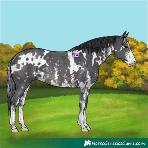 Horse Color:White Spotted Brown Sabino Rabicano 