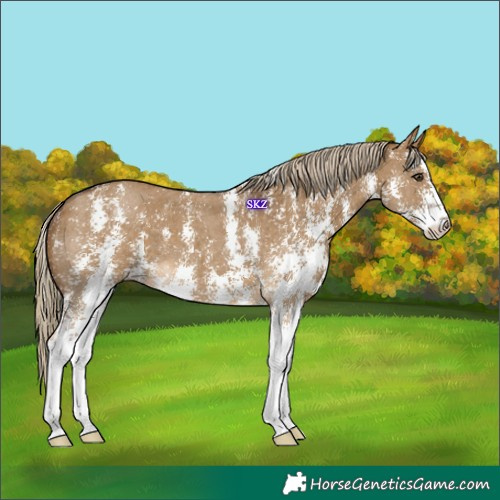 Horse Color:Chocolate Palomino Dun Sabino 