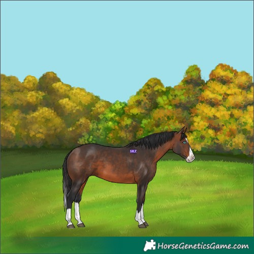Horse Color:Brown Splash 