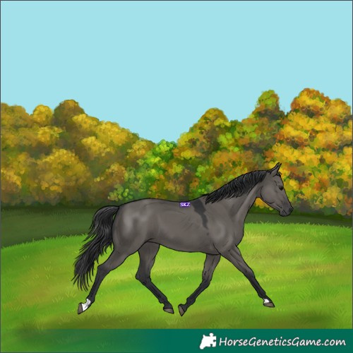 Horse Color:Grullo 
