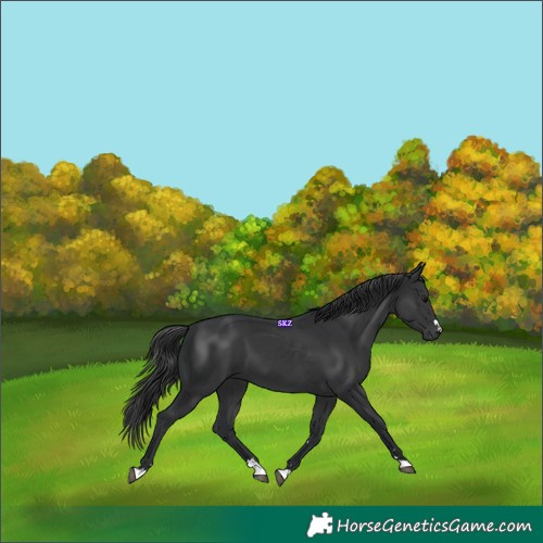 Horse Color:Black 