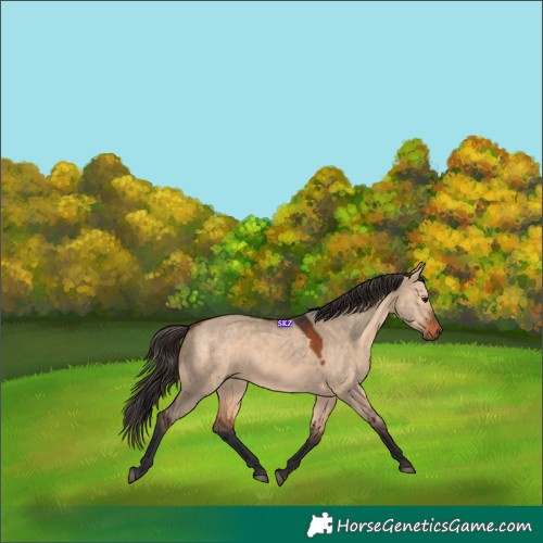 Horse Color:Bay Dun 