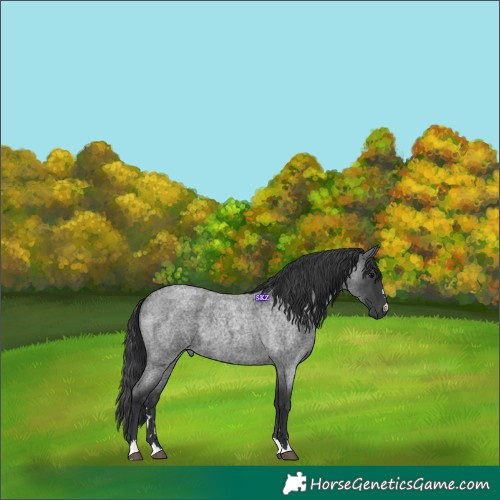 Horse Color:Blue Roan 