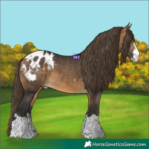 Horse Color:Buckskin Appaloosa 
