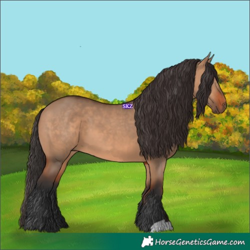 Horse Color:Bay Dun 
