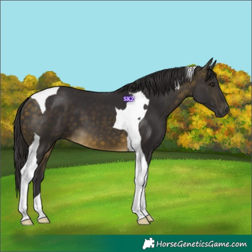 Horse Color:Buckskin Tobiano 