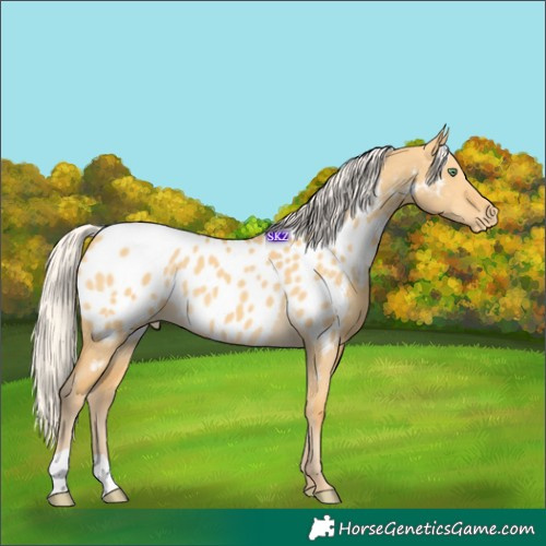Horse Color:Silver Amber Cream Champagne Dun Near Leopard 
