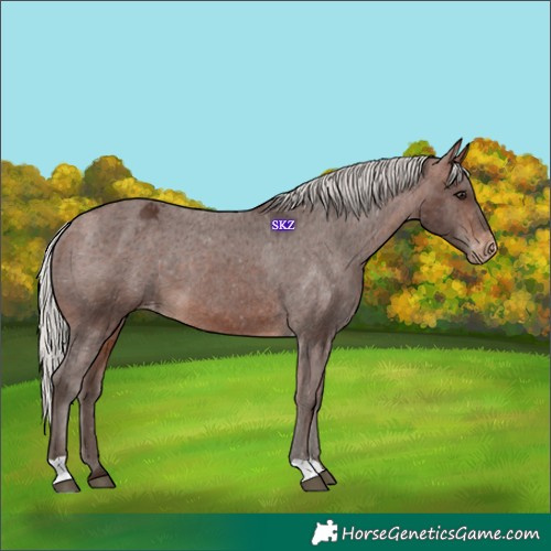 Horse Color:Silver Brown Appaloosa 
