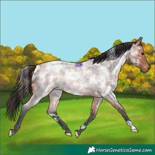 Horse Color:White Spotted Bay Ice Roan Rabicano 