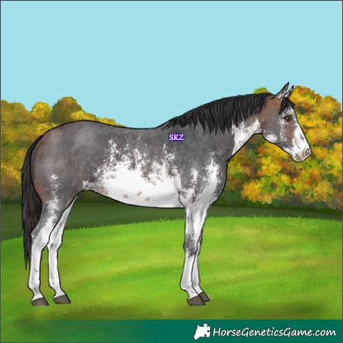 Horse Color:White Spotted Brown Sabino 