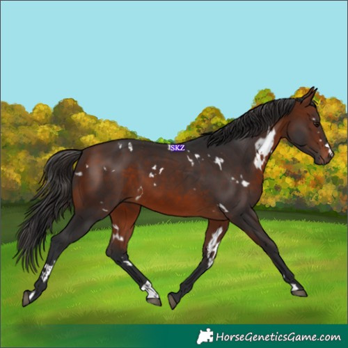 Horse Color:White Spotted Bay 