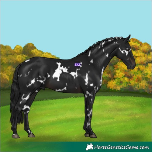 Horse Color:Gray White Spotted Brown 