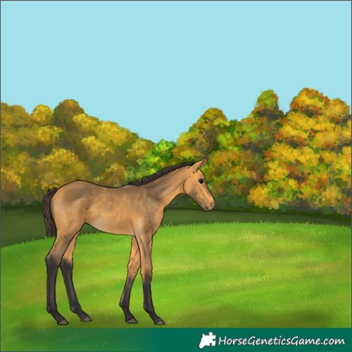 Horse Color:White Spotted Buckskin 