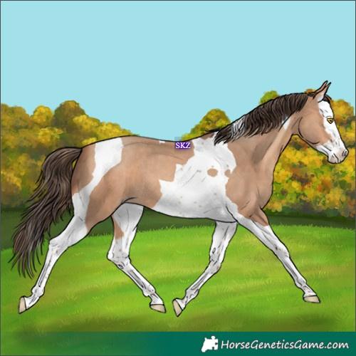 Horse Color:Amber Champagne Splash Tobiano 