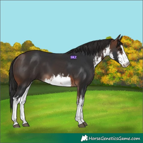 Horse Color:White Spotted Brown 