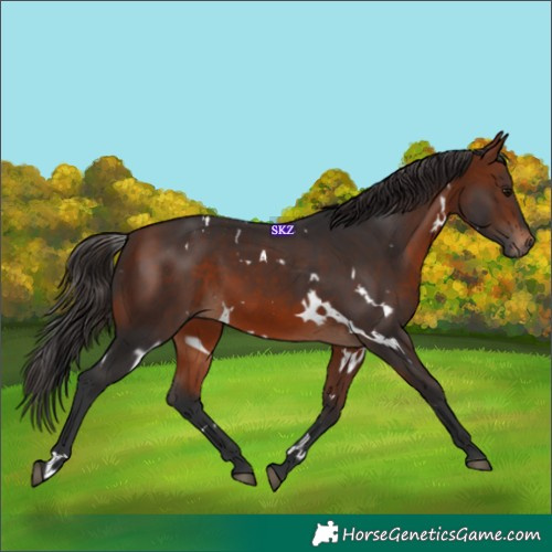 Horse Color:White Spotted Bay 