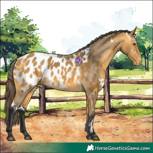 Horse Color:White Spotted Buckskin Near Leopard 