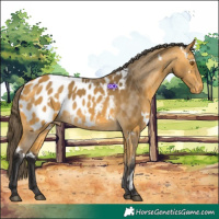 Horse Color:White Spotted Buckskin Appaloosa 