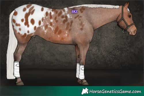 Horse Color:Silver Brown Appaloosa 