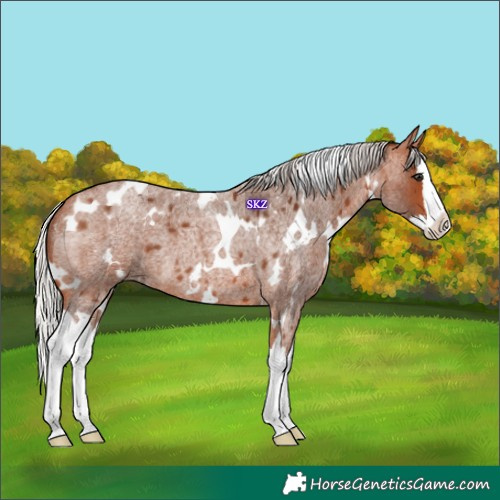 Horse Color:White Spotted Silver Bay Roan Splash 